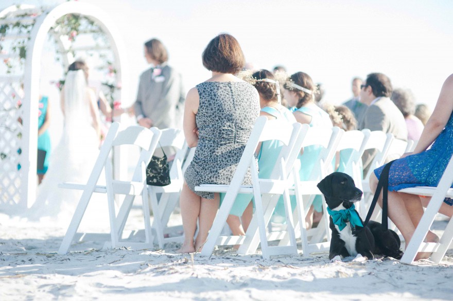 dog at wedding ceremony beach nc wrightsville