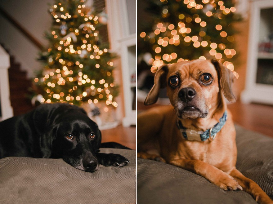 dogs with christmas tree