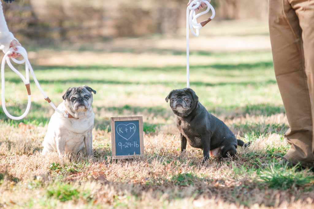 wedding dogs pugs engagement photo