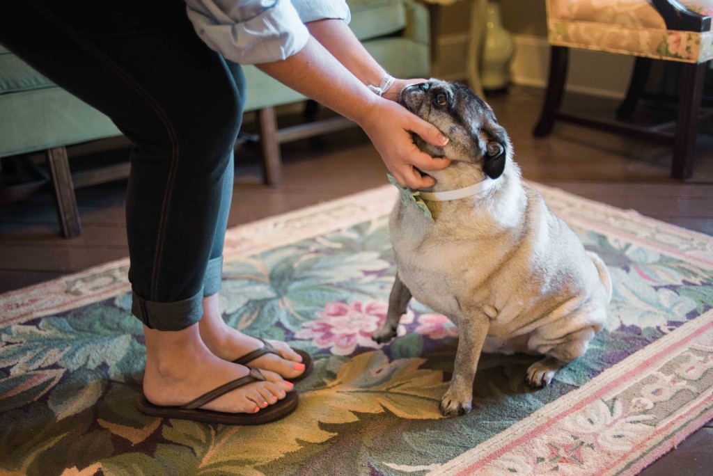 pug at wedding