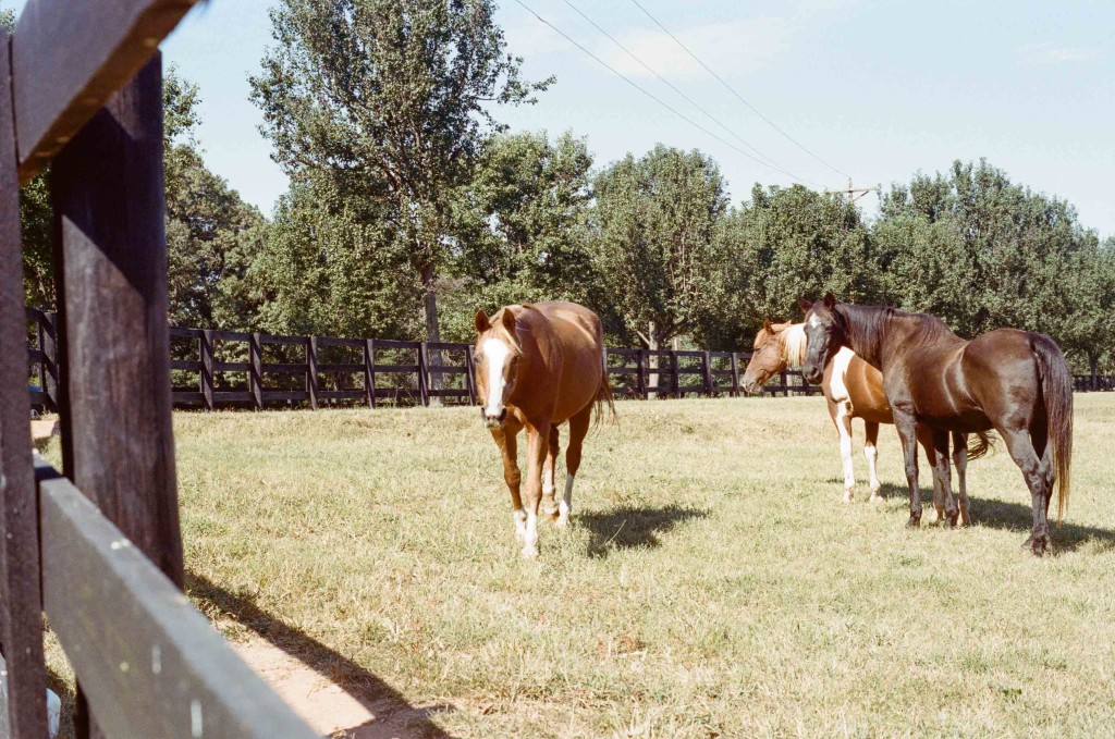 horses at wedding statesville charlotte nc