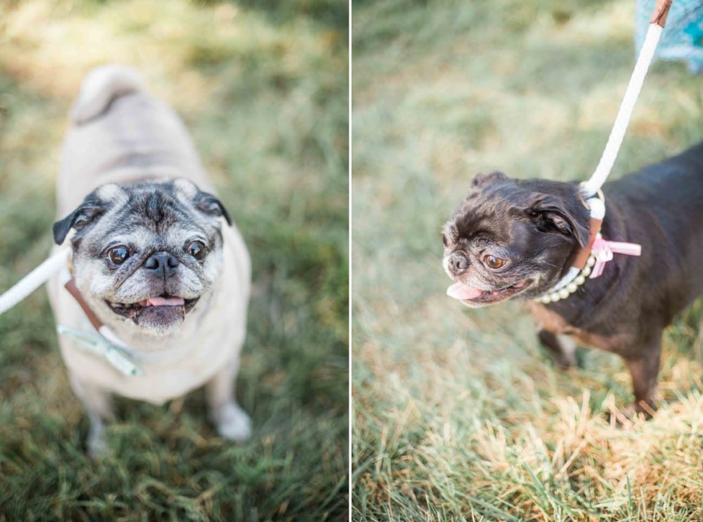 pugs-at-a-wedding-dogs