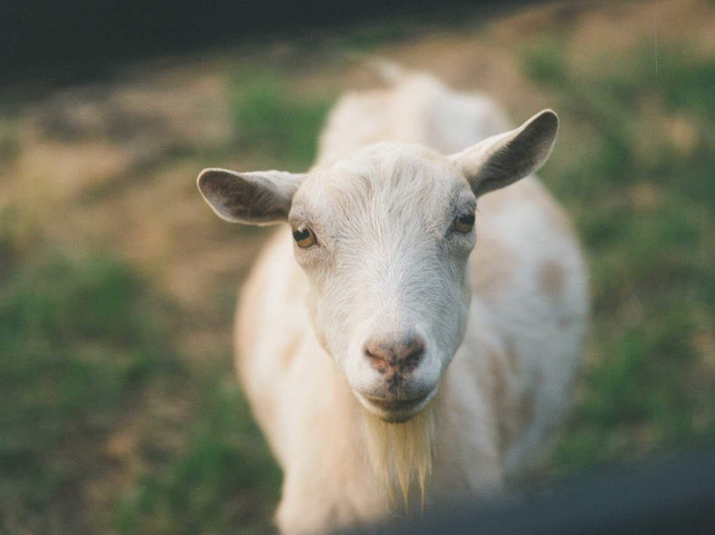 morning glory farm goat