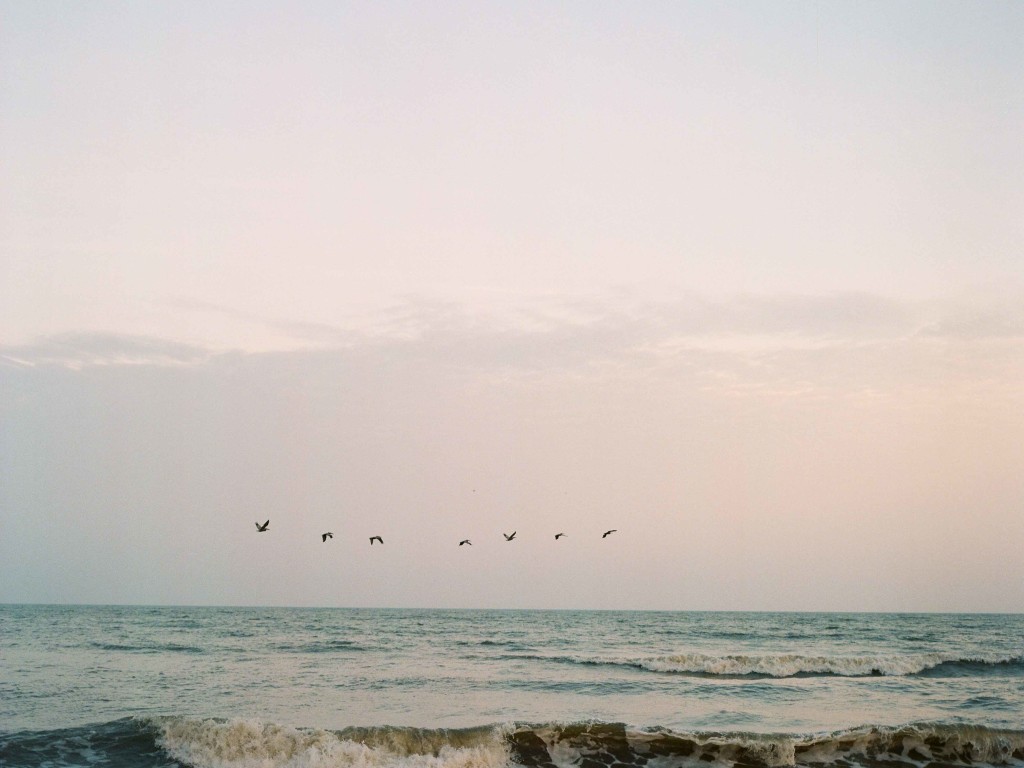 birds flying over the ocean nc