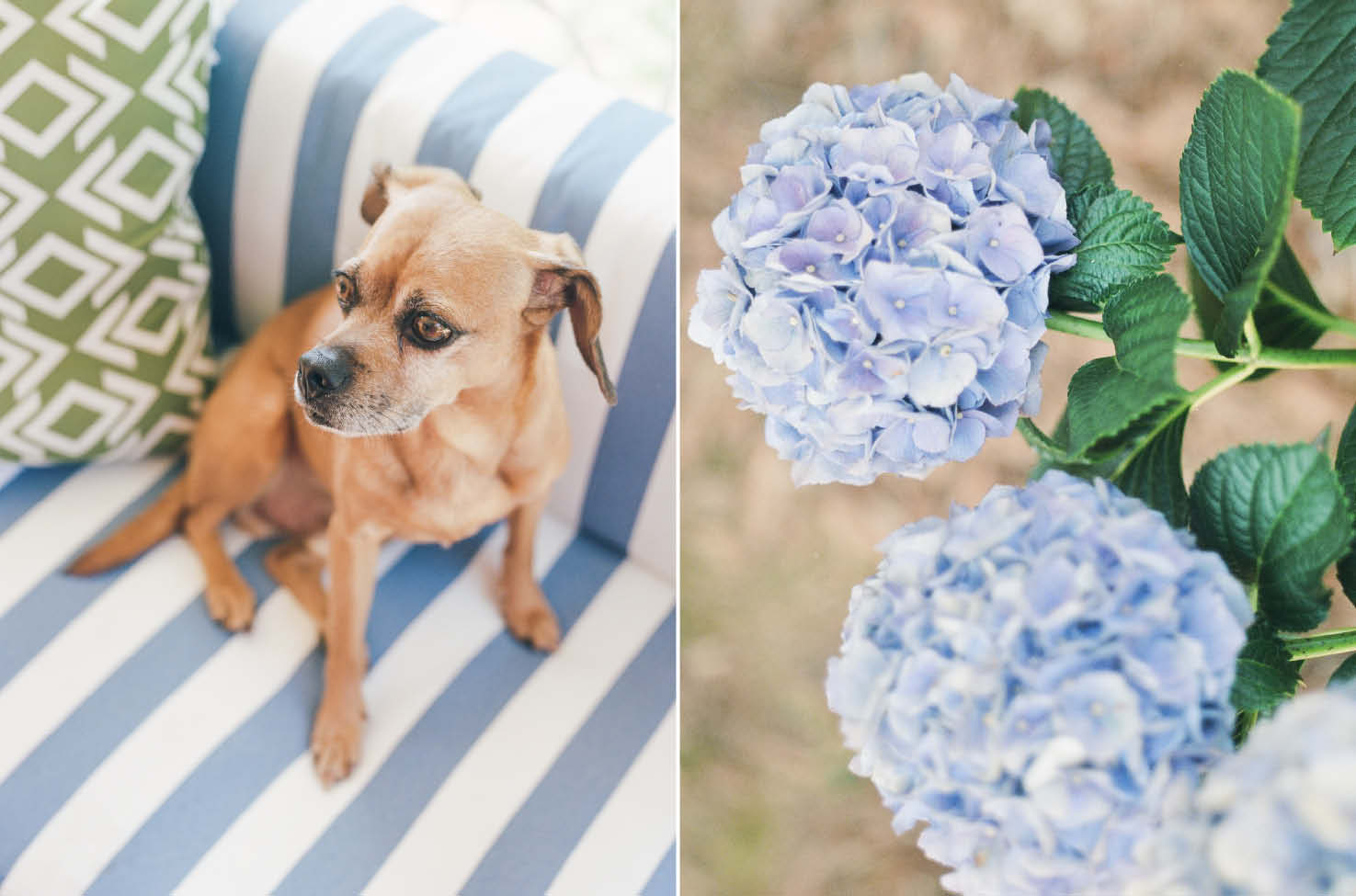 puggle dog blue hydrangeas