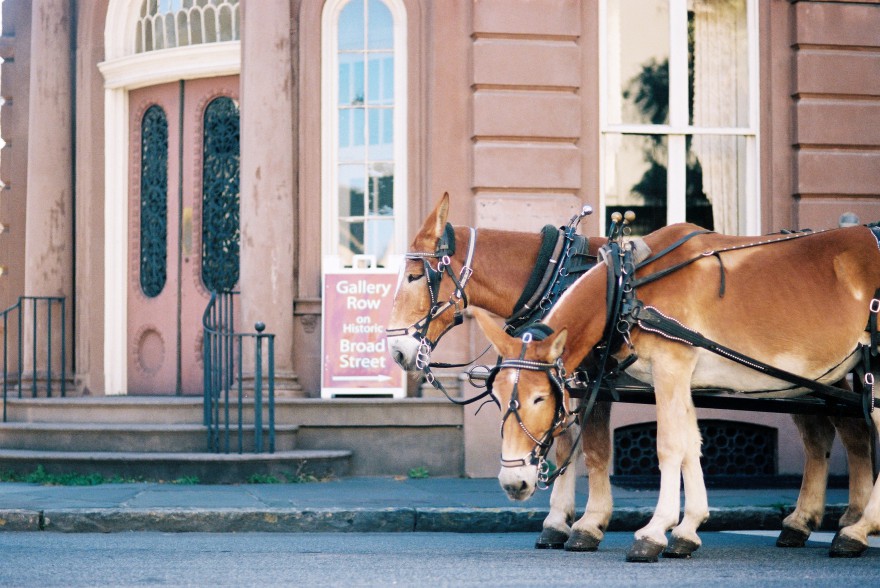 charleston sc carriage ride